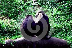 Two Lion-tailed Macaques in Animals Park, India