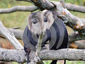 Two Lion-tailed macaques portrait