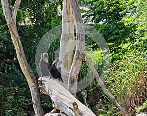 Two Lion-Tailed Macaques Sit on Wood