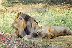 A two lion taking rest in the noon.