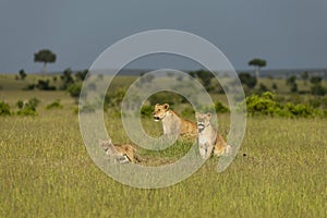 Two lioness and cub, Maasai Mara, Kenya, Africa