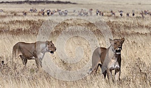 Two Lioness hunting - Namibia - Africa