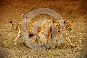 Two Lionesses in Amboseli