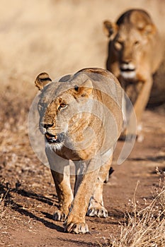 Two lionesses approach, walking straight towards the camera,