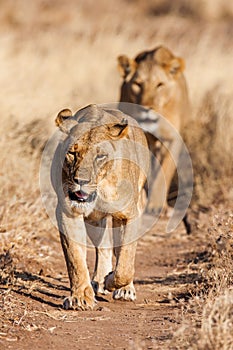 Two lionesses approach, walking straight towards the camera