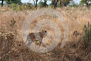 Two lionesses chilling in the shade in Ngorongoro safari Tanzania