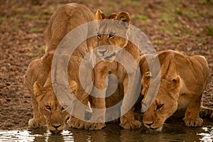 Two lionesses drink from pond with cub