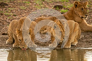 Two lionesses drinking from muddy water hole
