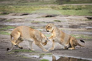 Two lionesses fighting in Ndutu in Tanzania