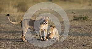 Two lionesses fondle each other. National Park. Kenya. Tanzania. Masai Mara. Serengeti.