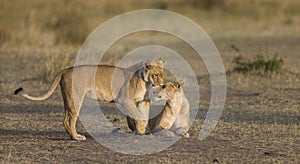 Two lionesses fondle each other. National Park. Kenya. Tanzania. Masai Mara. Serengeti.