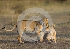 Two lionesses fondle each other. National Park. Kenya. Tanzania. Masai Mara. Serengeti.