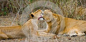 Two lionesses fondle each other. National Park. Kenya. Tanzania. Masai Mara. Serengeti. photo
