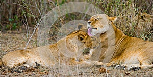 Two lionesses fondle each other. National Park. Kenya. Tanzania. Masai Mara. Serengeti. photo