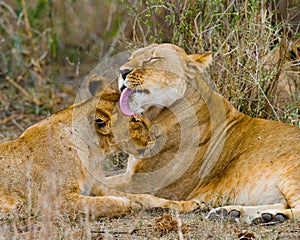 Two lionesses fondle each other. National Park. Kenya. Tanzania. Masai Mara. Serengeti. photo