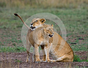 Two lionesses fondle each other. National Park. Kenya. Tanzania. Masai Mara. Serengeti.