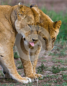 Two lionesses fondle each other. National Park. Kenya. Tanzania. Masai Mara. Serengeti.