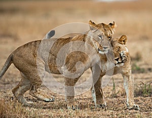 Two lionesses fondle each other. National Park. Kenya. Tanzania. Masai Mara. Serengeti. photo