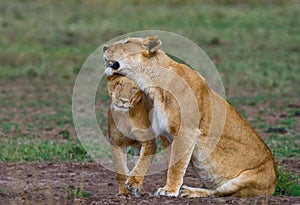 Two lionesses fondle each other. National Park. Kenya. Tanzania. Masai Mara. Serengeti. photo