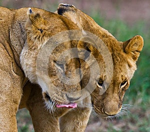 Two lionesses fondle each other. National Park. Kenya. Tanzania. Masai Mara. Serengeti. photo