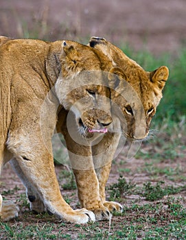 Two lionesses fondle each other. National Park. Kenya. Tanzania. Masai Mara. Serengeti.