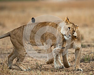 Two lionesses fondle each other. National Park. Kenya. Tanzania. Masai Mara. Serengeti.