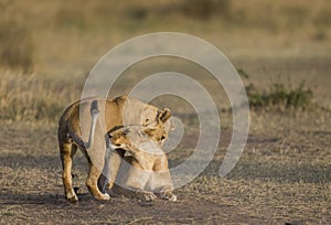 Two lionesses fondle each other. National Park. Kenya. Tanzania. Masai Mara. Serengeti. photo