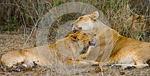 Two lionesses fondle each other. National Park. Kenya. Tanzania. Masai Mara. Serengeti. photo