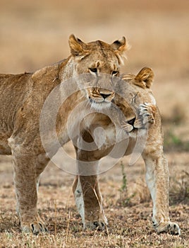 Two lionesses fondle each other. National Park. Kenya. Tanzania. Masai Mara. Serengeti. photo