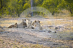 Two lionesses with four cubs laying down resting