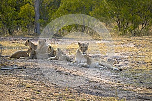 Two lionesses with four cubs laying down resting