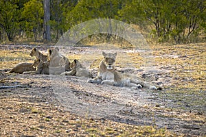 Two lionesses with four cubs laying down resting