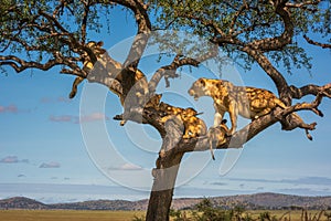 Two lionesses and four cubs in tree