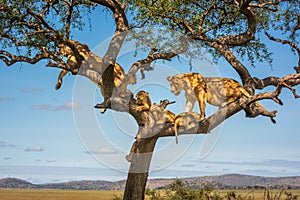 Two lionesses with four cubs in tree