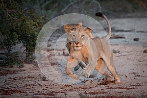 Two lionesses giving chase duing a hunt.