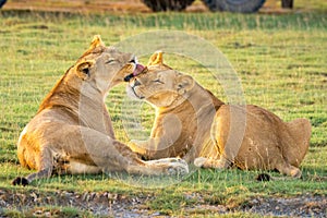 Two lionesses lick each other by jeep