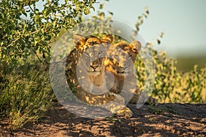 Two lionesses lie by bushes eyeing camera