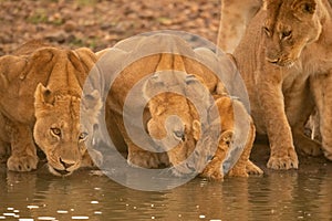 Two lionesses lie drinking water beside cub