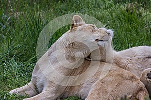 Two lionesses lie on the grass and caress each other. The lion Panthera leo is a species in the family Felidae. Typically, the