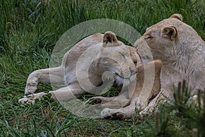 Two lionesses lie on the grass and caress each other. The lion Panthera leo is a species in the family Felidae. Typically, the