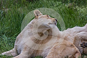 Two lionesses lie on the grass and caress each other. The Panthera leo is a species in the family Felidae; it is a deep-chested