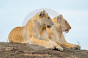 Two lionesses lie on rock on horizon