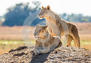 Two lionesses are lying on the hill. Okavango Delta. photo