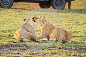 Two lionesses nuzzle each other by vehicle