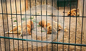 Two lionesses and one lion resting in a zoo cage
