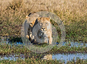 Two lionesses pass the swamp in a ford. Okavango Delta.