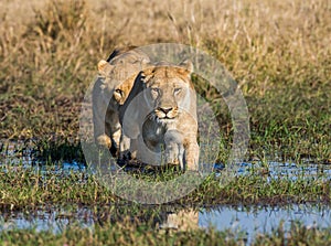 Two lionesses pass the swamp in a ford. Okavango Delta. photo