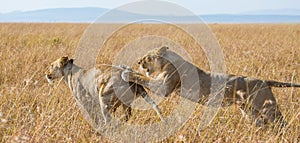 Two lionesses play with each other. National Park. Kenya. Tanzania. Masai Mara. Serengeti.