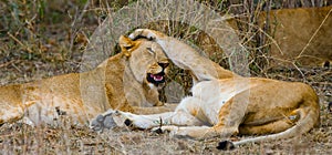 Two lionesses play with each other. National Park. Kenya. Tanzania. Masai Mara. Serengeti.