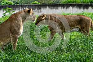 Two lionesses playing on the grass in the zoo